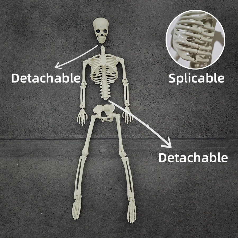 Life Size Posable Halloween Skeleton
